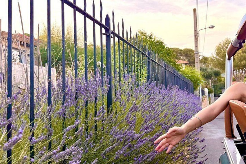 A person sitting on a bench with a hand extended towards lavender plants. 5