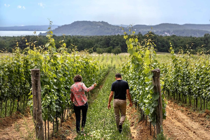 Balaton: Vineyard Tour & Wine Tasting 1