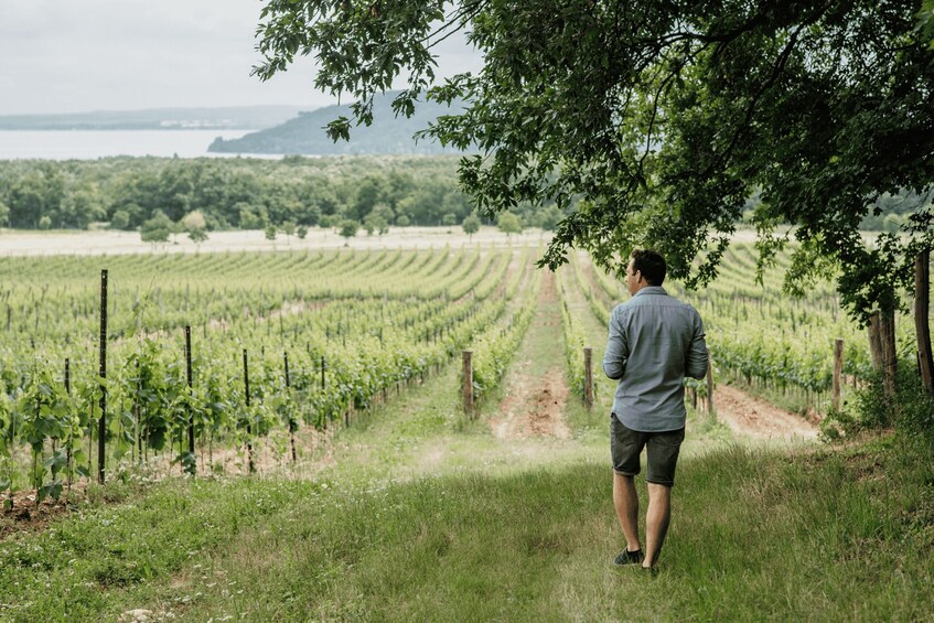 Picture 14 for Activity Balaton: Vineyard Tour & Wine Tasting 4