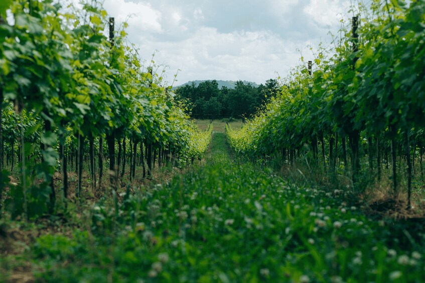 Picture 7 for Activity Balaton: Vineyard Tour & Wine Tasting 3
