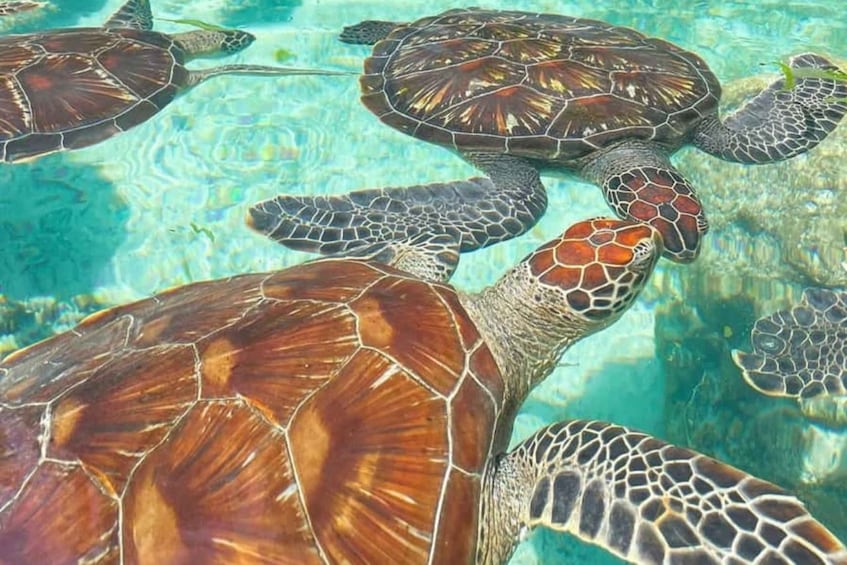 A group of sea turtles swimming in clear water. 3