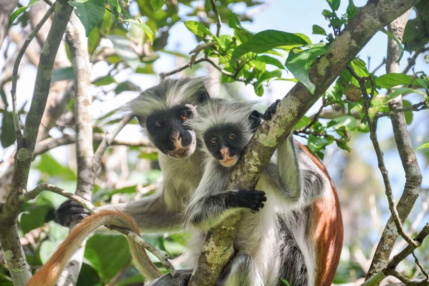 Two monkeys with white and brown fur clinging to tree branches in a forest. 4
