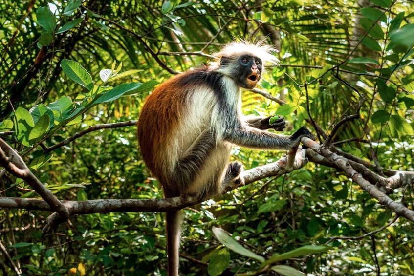 A monkey with white and brown fur sitting on a tree branch surrounded by dense green foliage. 5