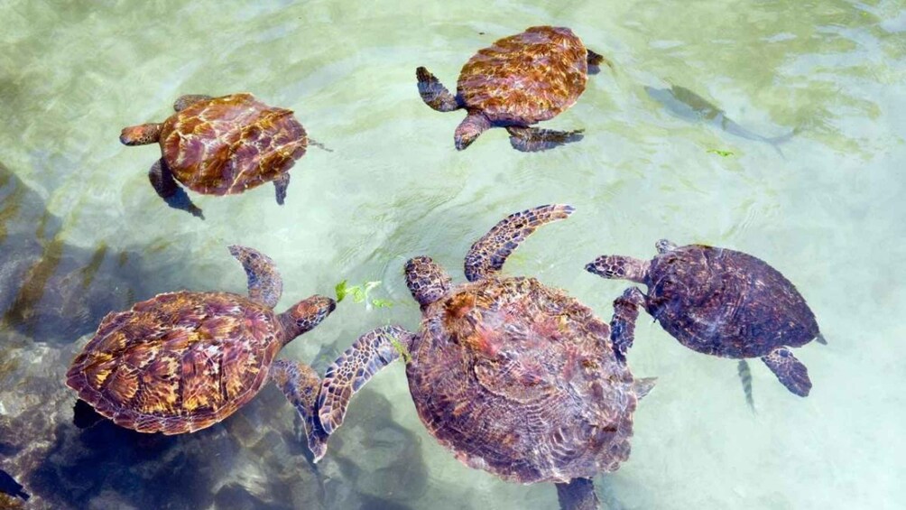 A group of sea turtles swimming in clear shallow water. 2
