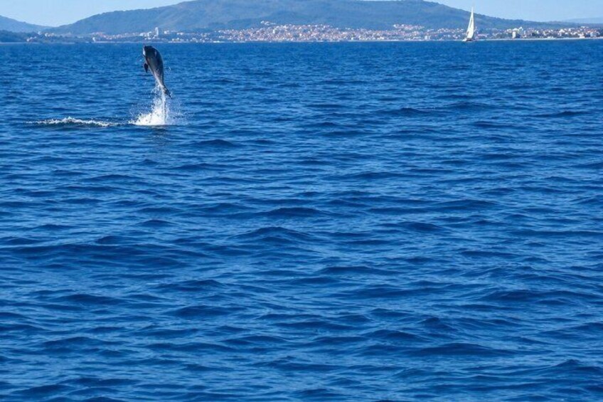Vodice Dolphin Searching Cruise and Vrgada Island 1