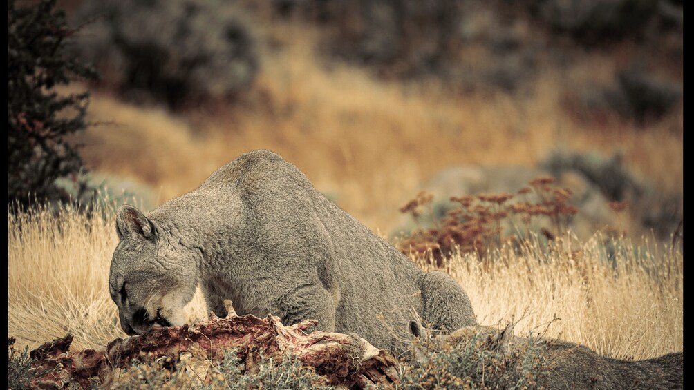 Torres del Paine National Park Full Day Photo Safari Tour 1