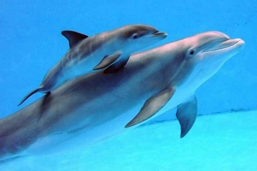 Picture 2 for Activity Zanzibar: Mnemba Dolphins, Jozani forest & Sea turtles tour 1