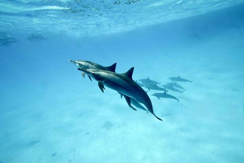 Zanzibar: Mnemba Dolphins, Jozani forest & Sea turtles tour 5