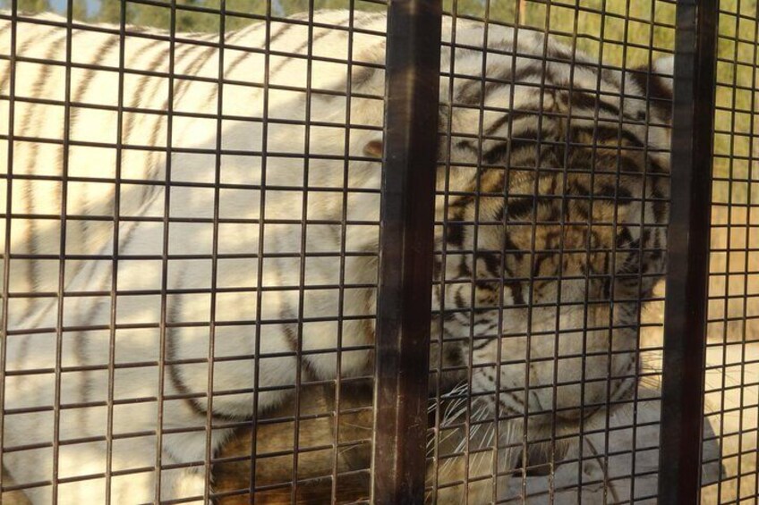 Safari Felines - Safari Park 3