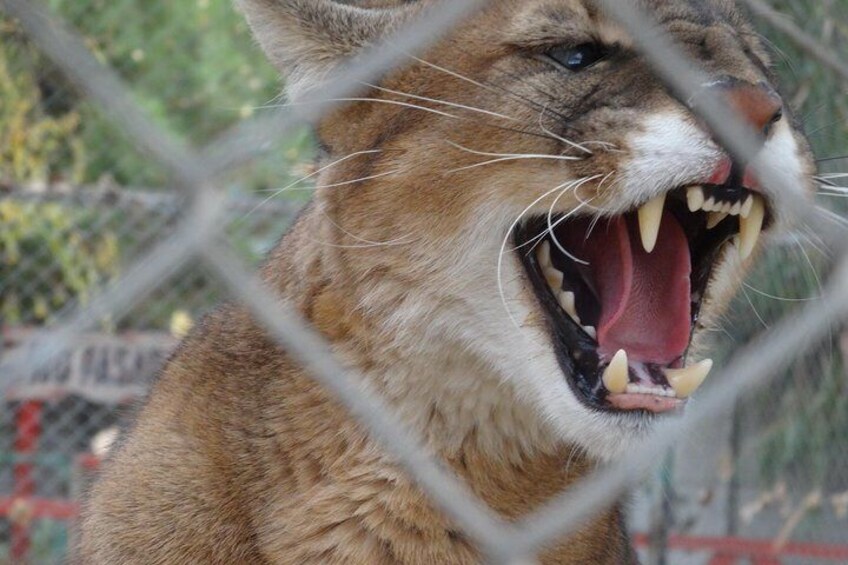 Safari park 5