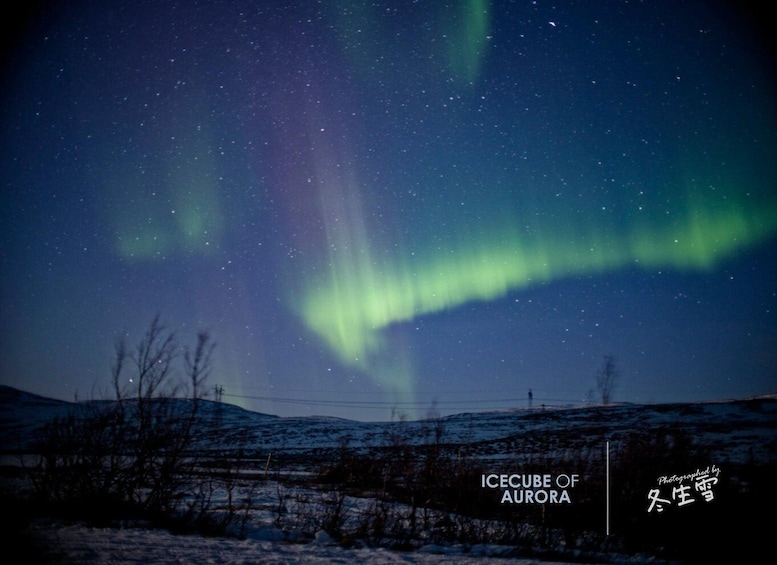 The Northern Lights over a snowy landscape with bare trees and power lines. 3