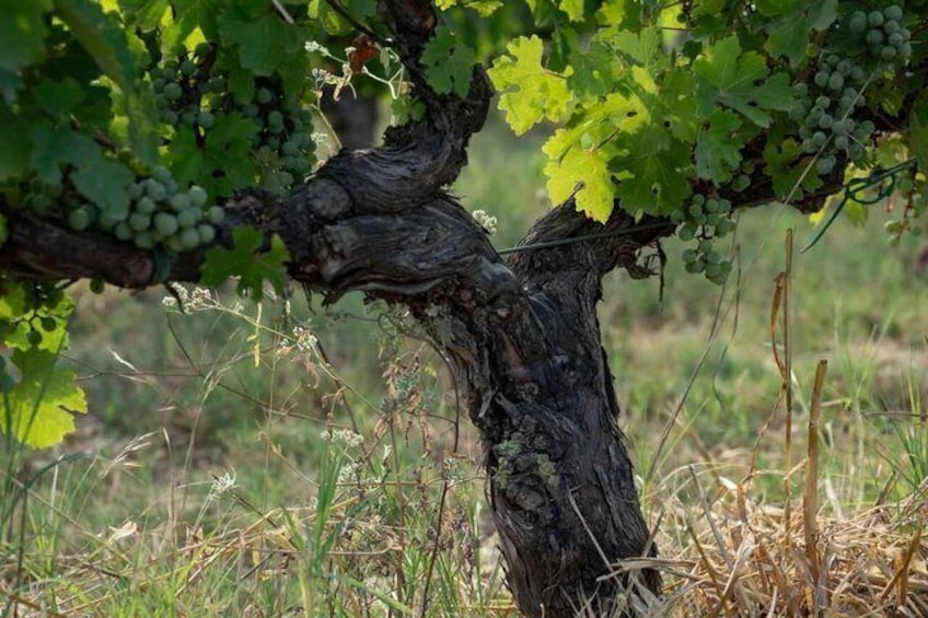 Toscana Wine Tasting Experience at Villa La Selva 3