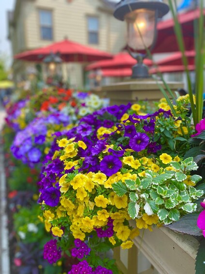 Picture 4 for Activity Discovery Tour: From Niagara Falls to Niagara-on-the-Lake 3