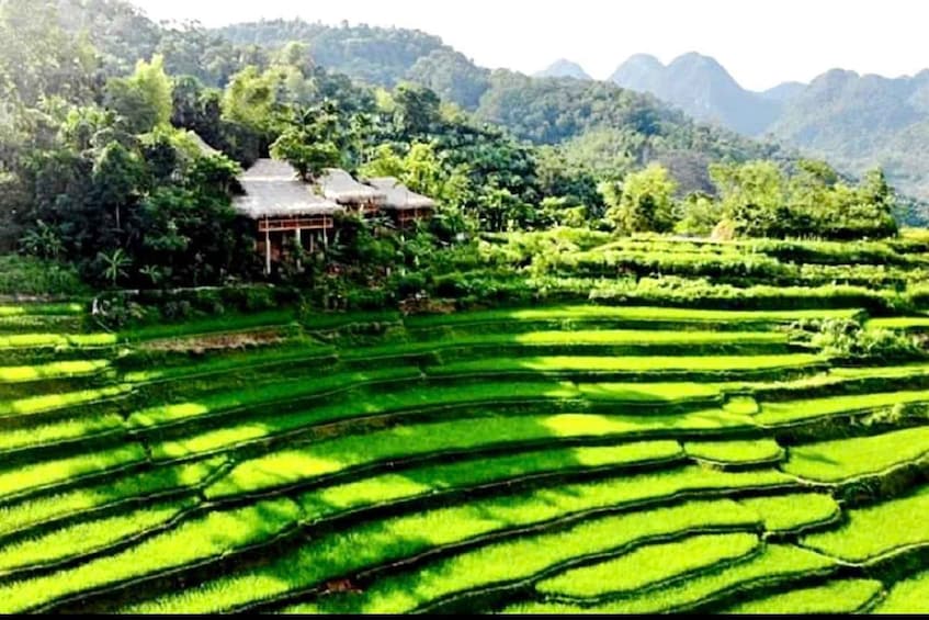 Terraced rice fields, a traditional thatched-roof structure, and a forested mountain backdrop. 1