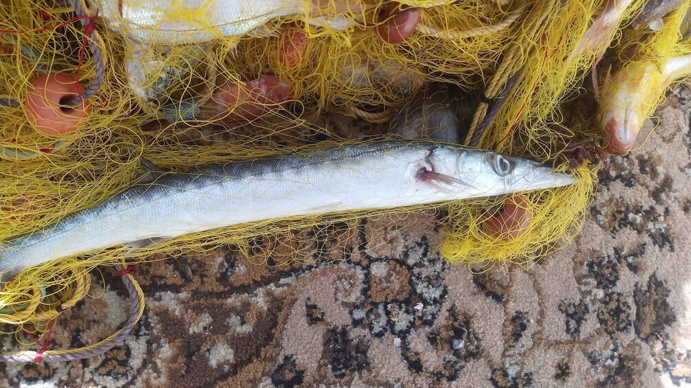Picture 17 for Activity Chania Fishing with Nets: Catch&Cook with a Local Fisherman 4