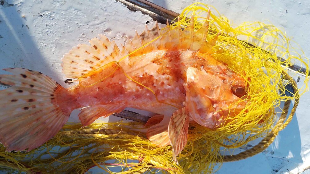 Picture 11 for Activity Chania Fishing with Nets: Catch&Cook with a Local Fisherman 2