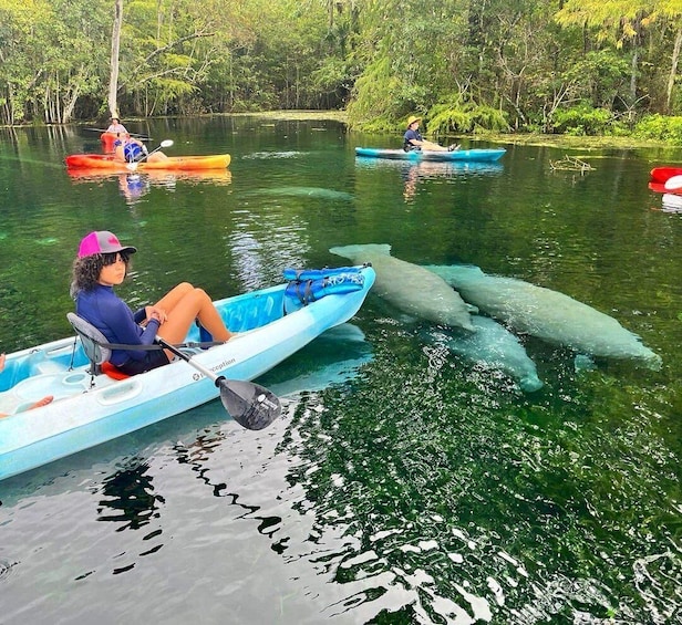 Silver Springs: Kayak or SUP Rental with Shuttle 1