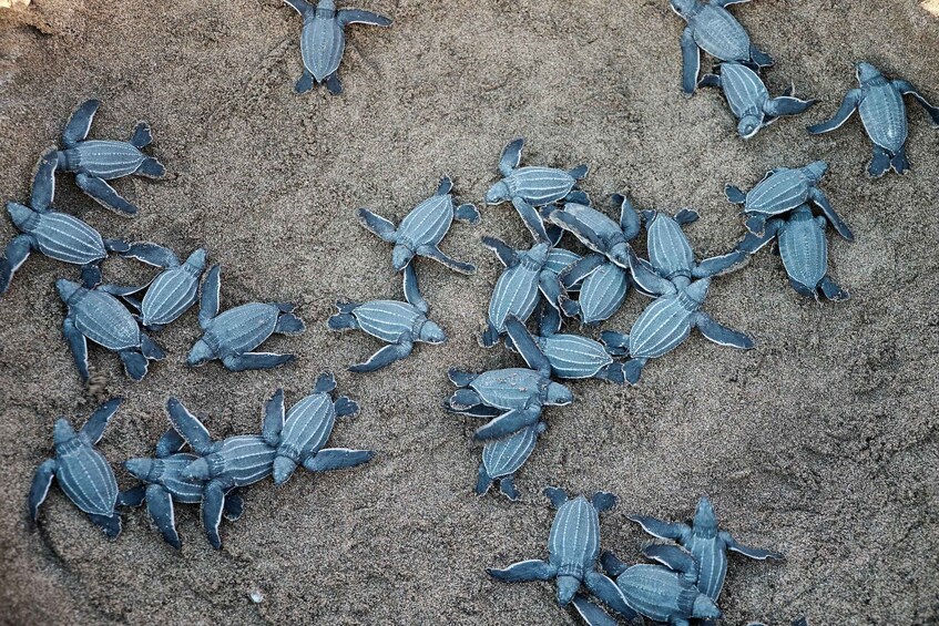 A group of sea turtles on a sandy beach. 1