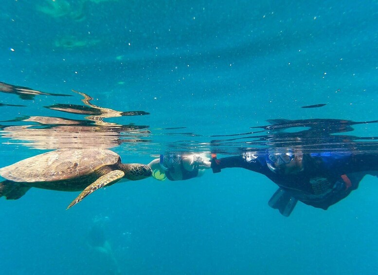Picture 2 for Activity A Rarotonga Turtle Tour photos & gear included 2