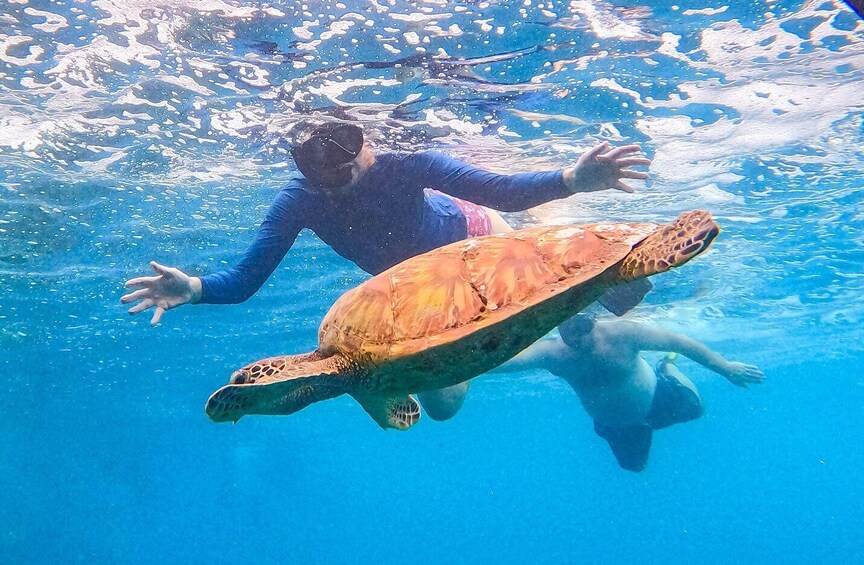 A Rarotonga Turtle Tour photos & gear included 1