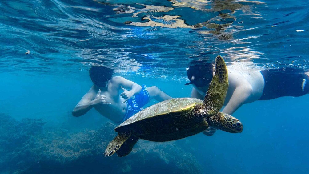 Picture 6 for Activity A Rarotonga Turtle Tour photos & gear included 4