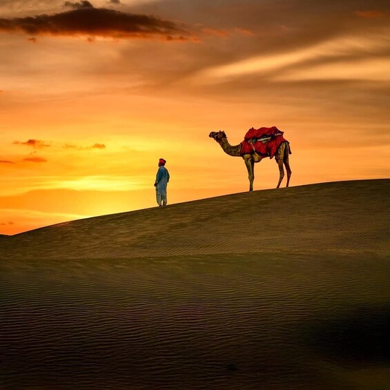 A camel with a rider on a sand dune during sunset. 1