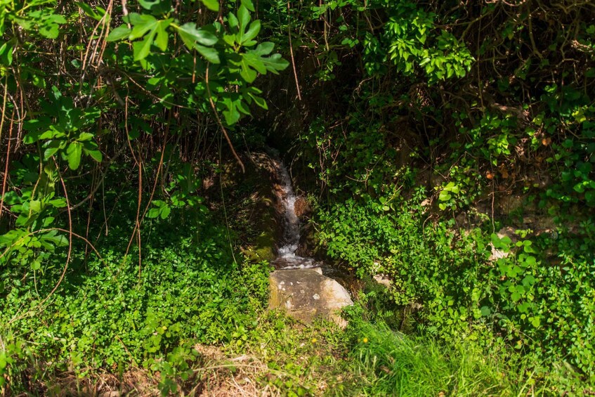 A small waterfall surrounded by dense green foliage. 2
