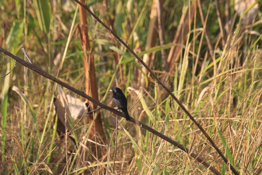 A bird perched on a branch amidst tall grass. 5