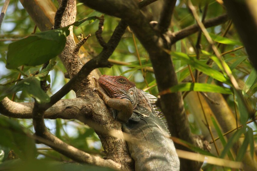 A large iguana resting on a tree branch in a dense forest. 4