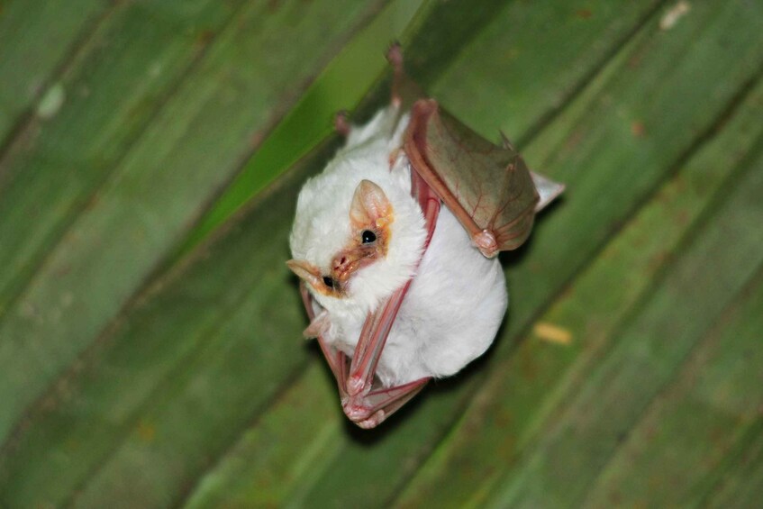 A bat hanging upside down on a green leaf. 1