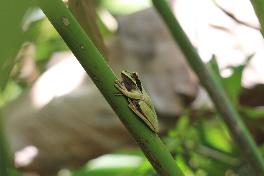A frog on a green plant. 3