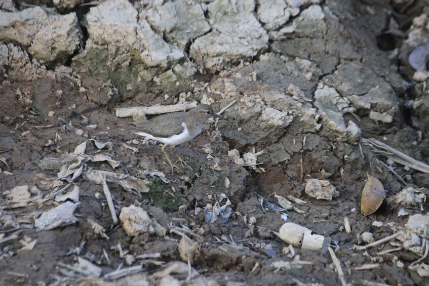 A bird on dry, cracked ground with scattered debris. 2