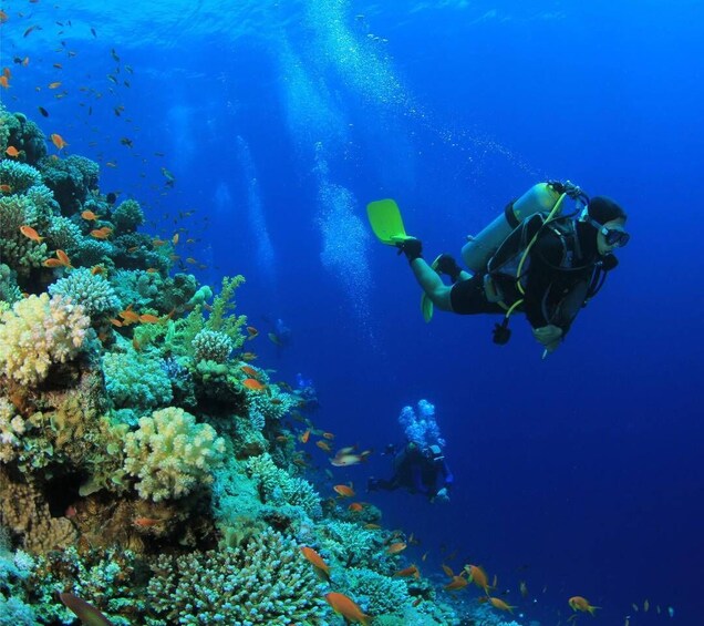 A diver with a green paddle and a scuba diver in a coral reef. 5