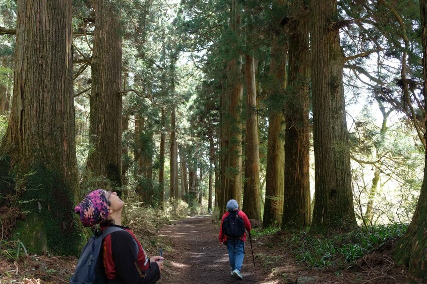 Picture 10 for Activity Hakone Hachiri: Old Tokaido Highway Hiking Half-day tour 3
