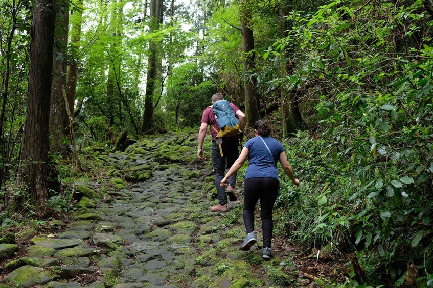 Picture 1 for Activity Hakone Hachiri: Old Tokaido Highway Hiking Half-day tour 5