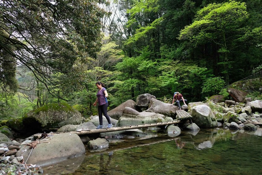 Picture 2 for Activity Hakone Hachiri: Old Tokaido Highway Hiking Half-day tour 2