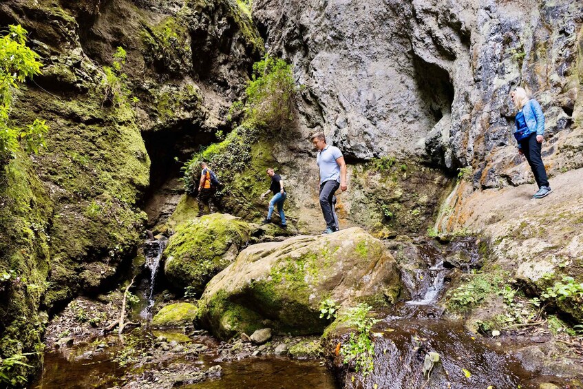 Picture 16 for Activity Teno Waterfalls Hiking Tour: Tropical Jungle Adventure 3