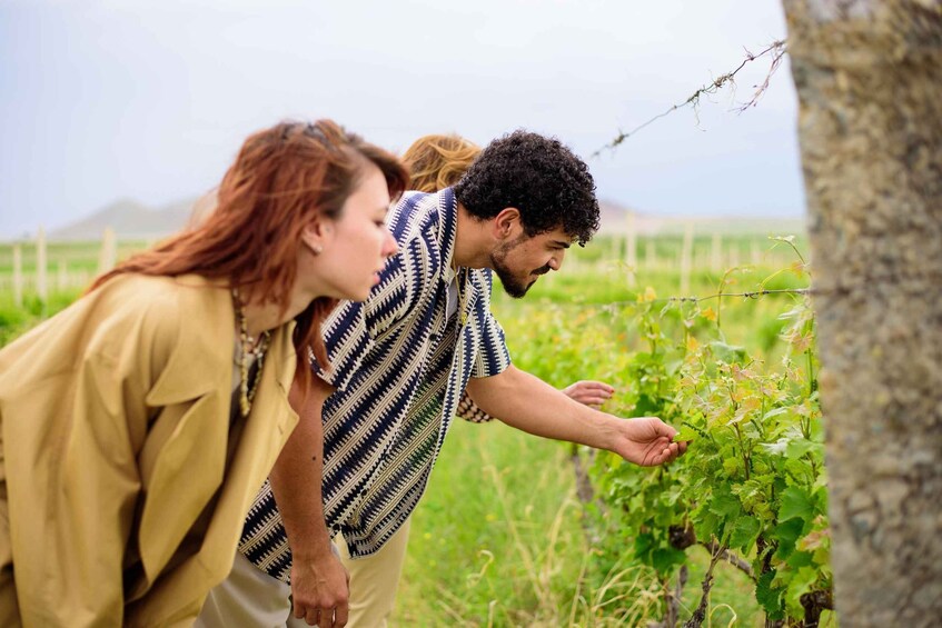 Picture 18 for Activity Armenia: Wine Tasting and Vineyard Lunch at Voskeni Winery 5