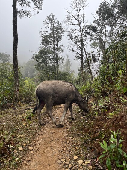Picture 15 for Activity Sapa: 2-Days Fansipan Trek with LOCAL guide 2