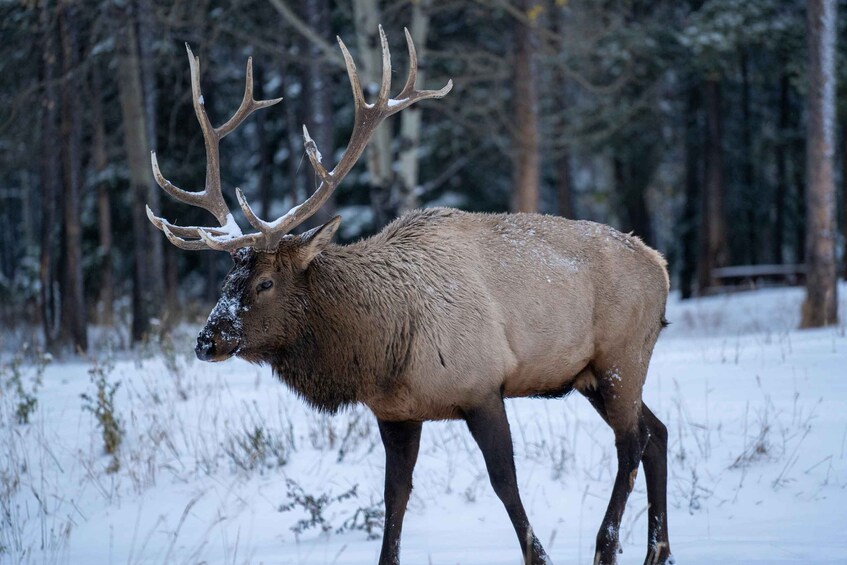 A large elk with antlers in a snowy forest. 5