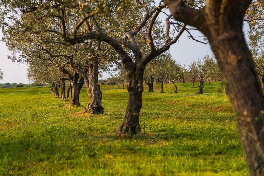 Picture 8 for Activity Umag: Olive Oil Tasting 2