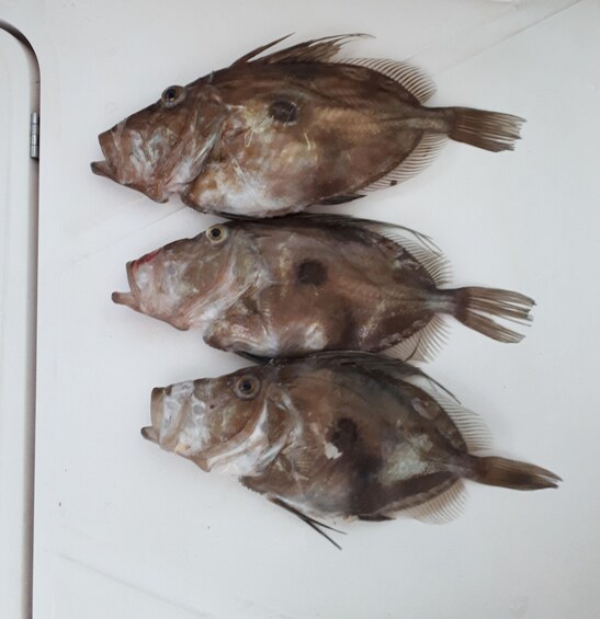 Picture 3 for Activity Dubrovnik: Speedboat Fishing and Swimming Trip 5