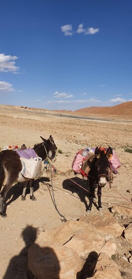 Picture 11 for Activity From Ouarzazate: 3-Day Sahara & Atlas Mountains Adventure 2