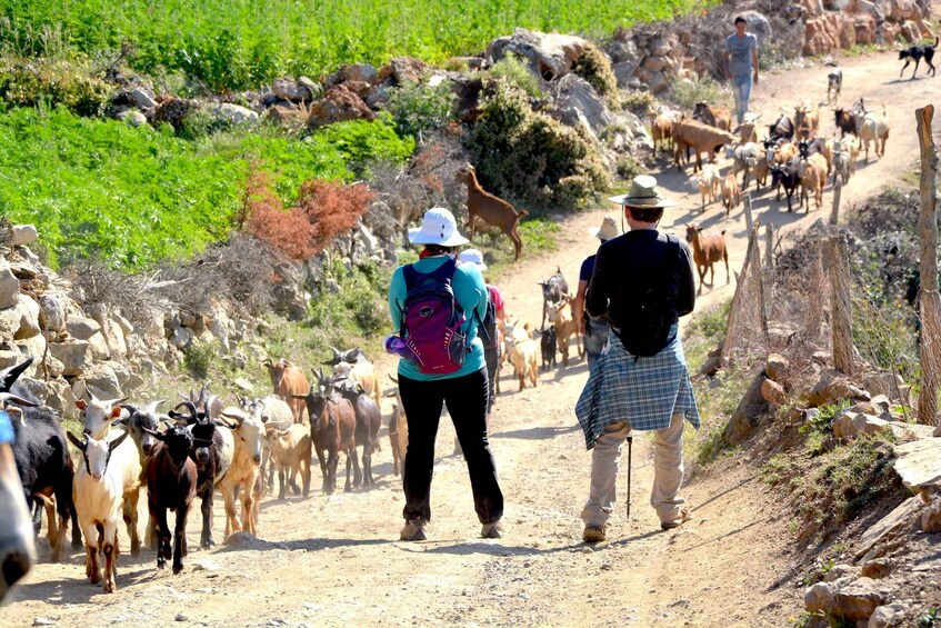 A dirt road with a group of people and animals, including goats and a dog, walking along it. 2