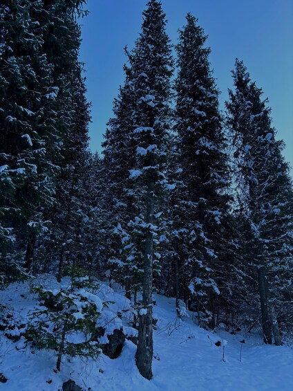A snowy forest with tall evergreen trees. 4