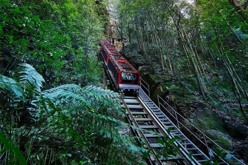 A red train on a narrow track through a dense forest. 2