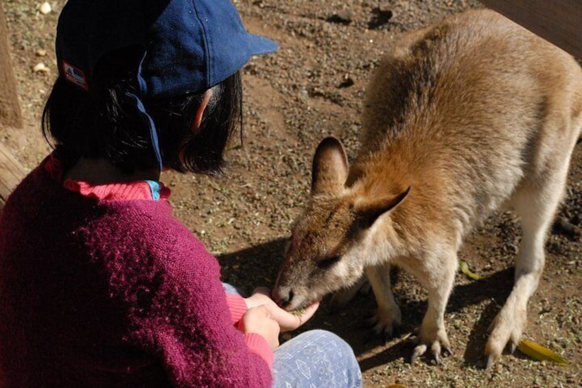 Kangaroo feeding at Featherdale Wildlife Park 2