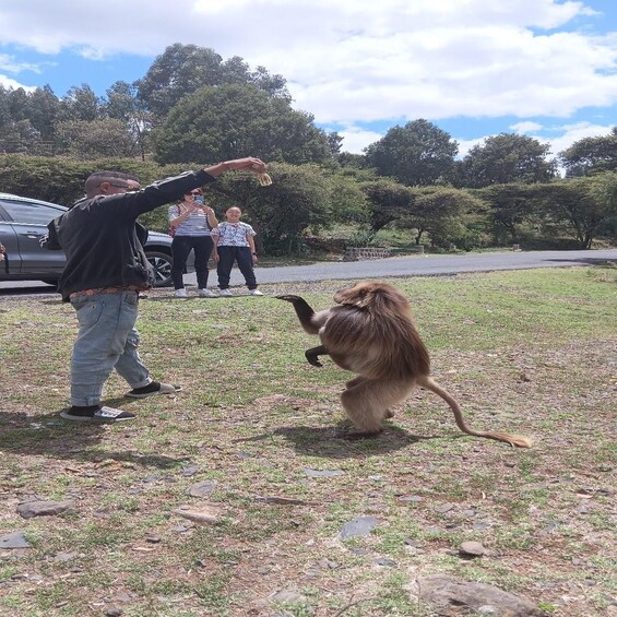 A person interacting with a monkey on a grassy area with trees and a parked car in the background. 1