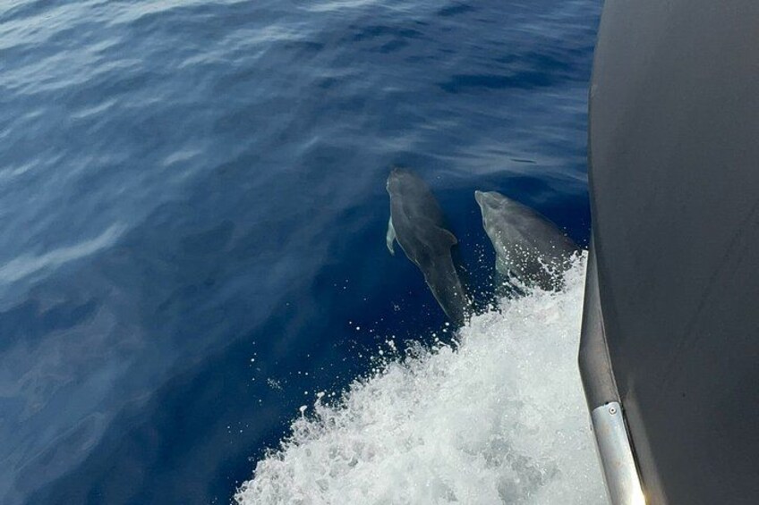 Golfo Aranci: Private Vintage Yacht Tour with Dolphins and Lunch 4