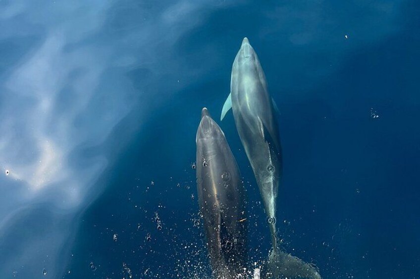 Golfo Aranci: Private Vintage Yacht Tour with Dolphins and Lunch 2